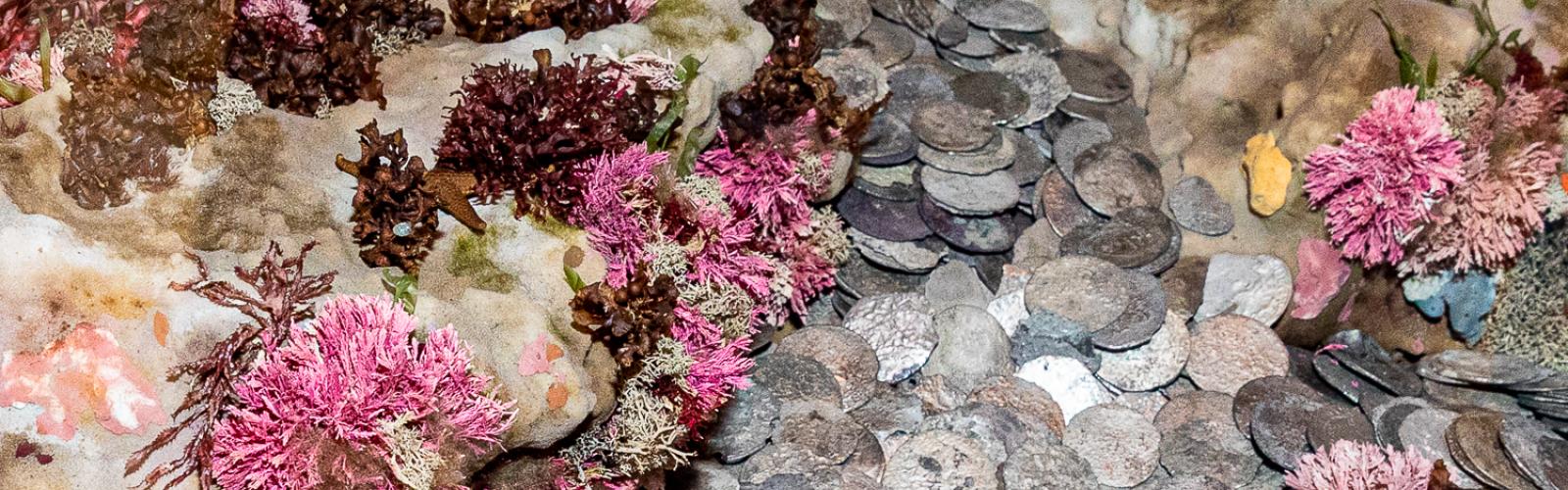 Silver coins are arranged on a bed of coral in a museum showcase
