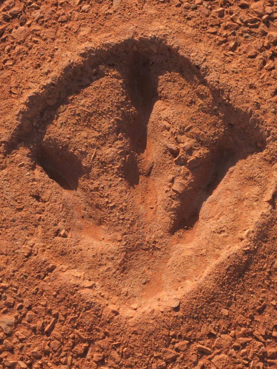 Dinosaur print in red dirt.