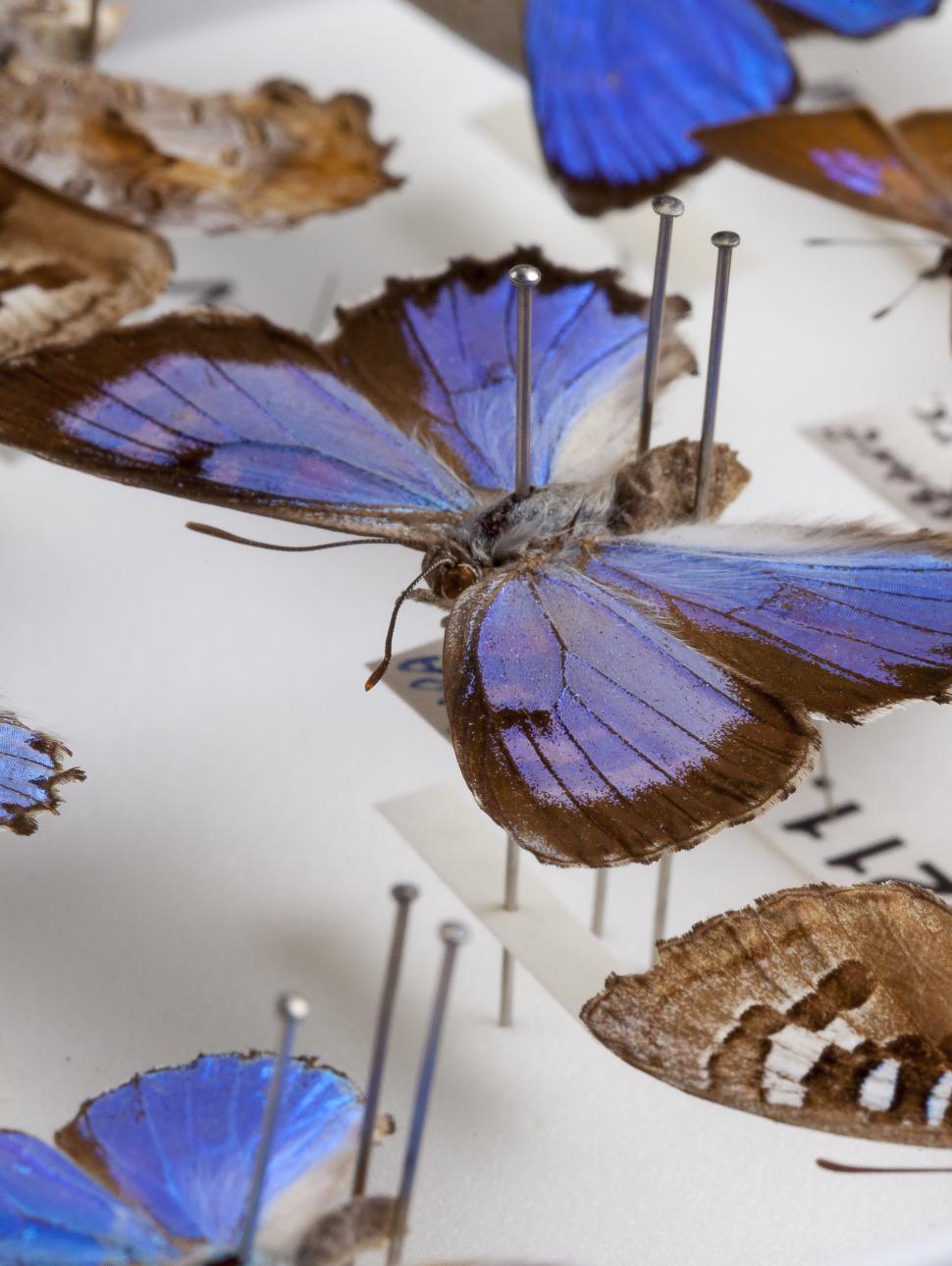 Butterfly specimens
