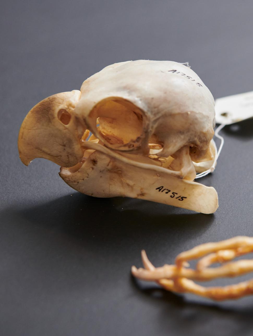 Bird skull and feet specimen
