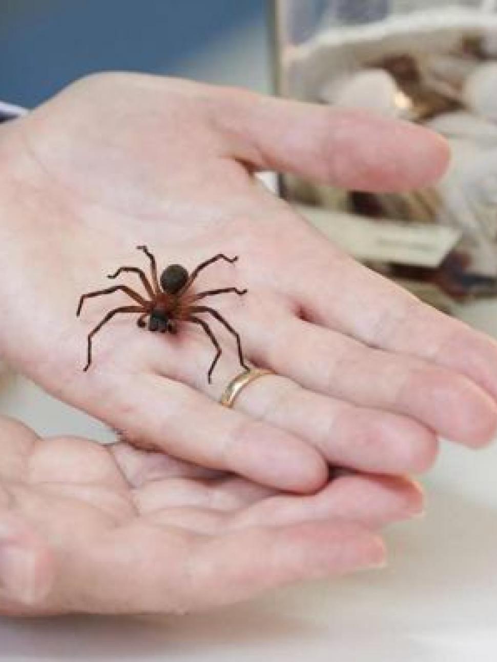 Hands holding a spider