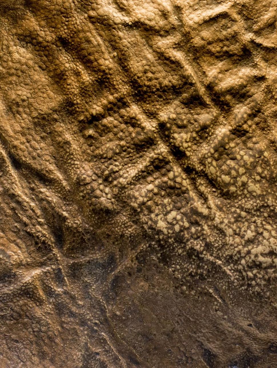 An animal skin