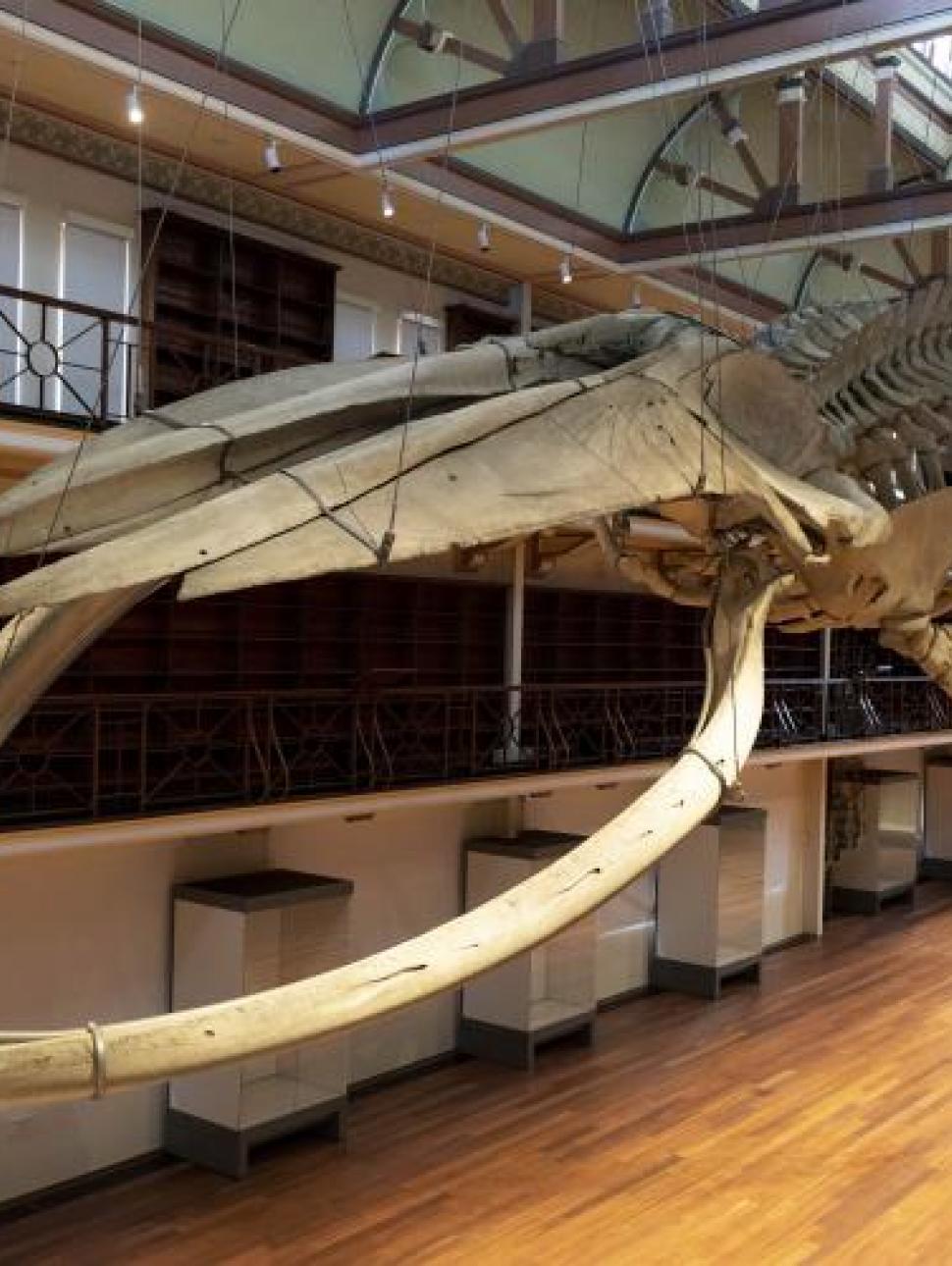 Image of Otto the whale in Hackett Hall