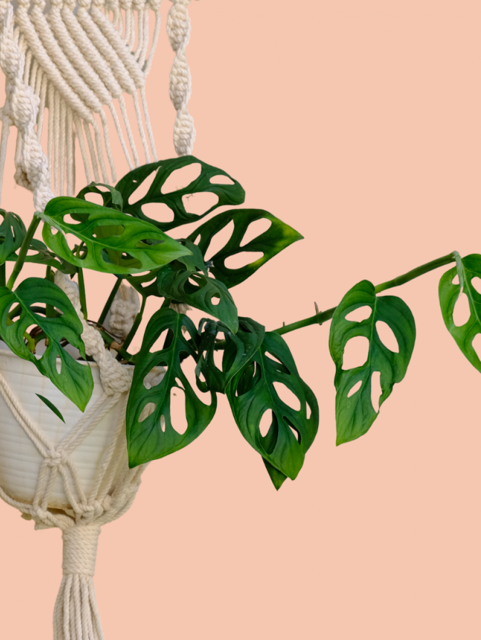 Macrame plant hanger with plant inside