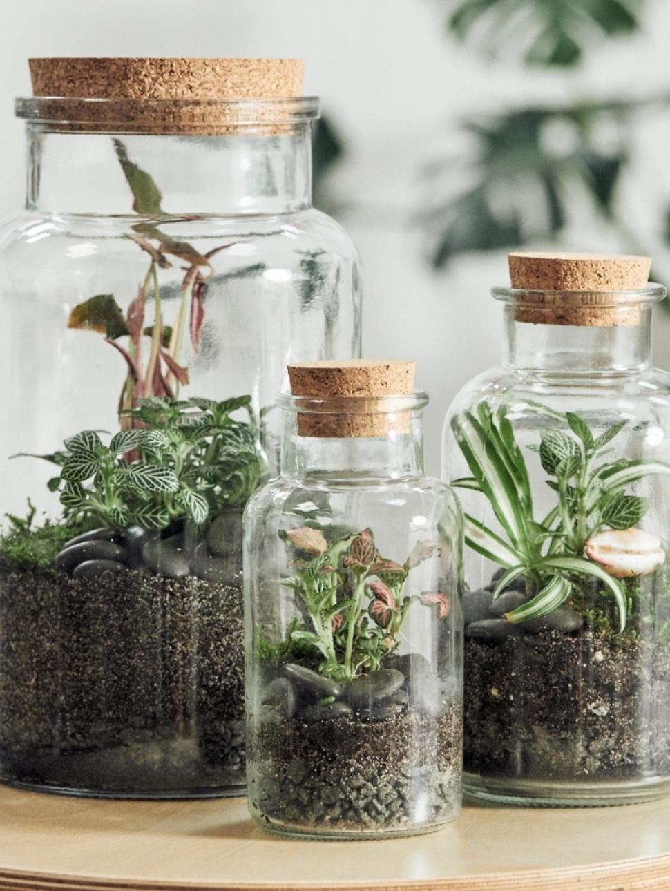 Image of three terrariums