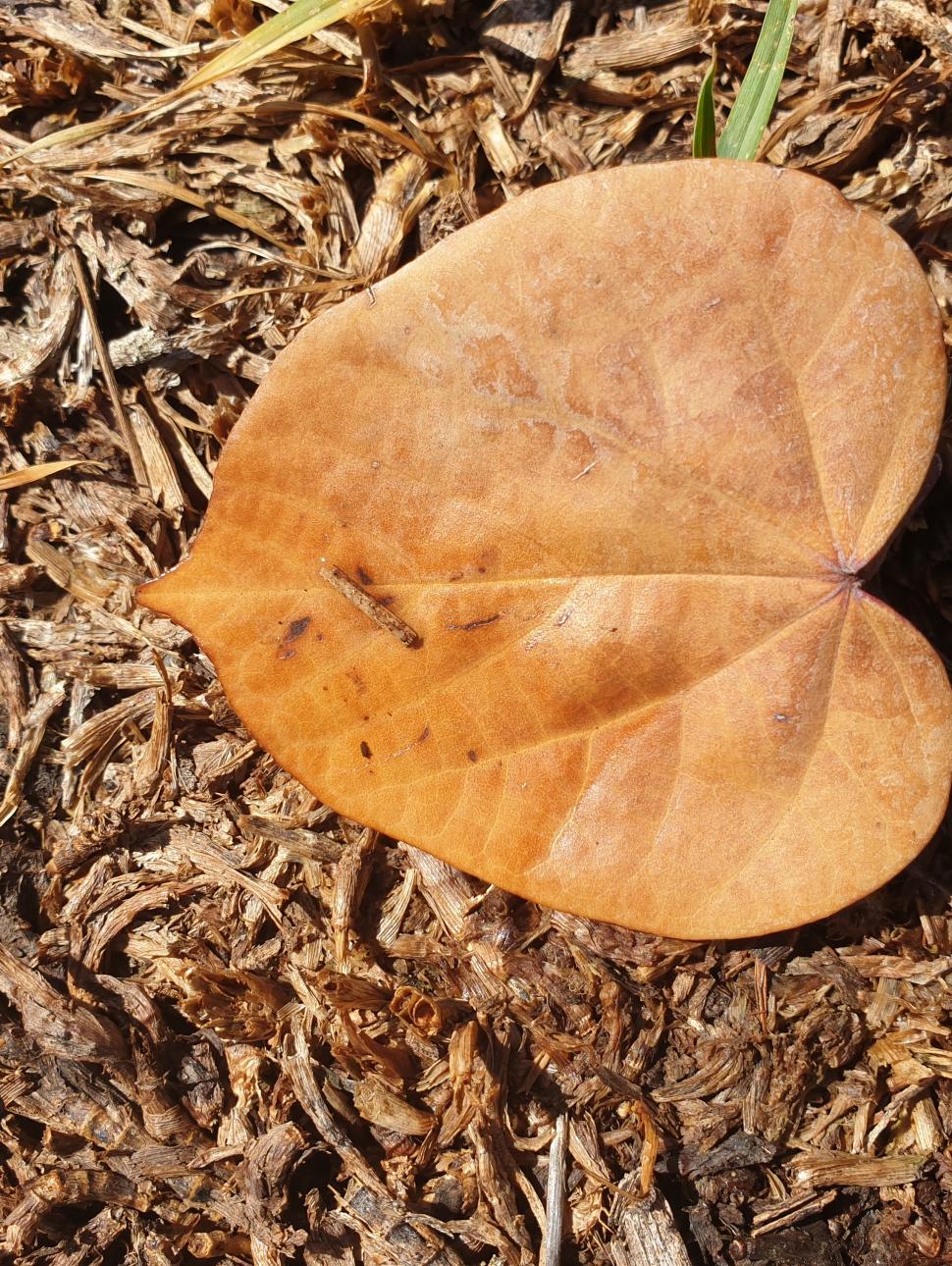 Photograph of a leaf on the ground