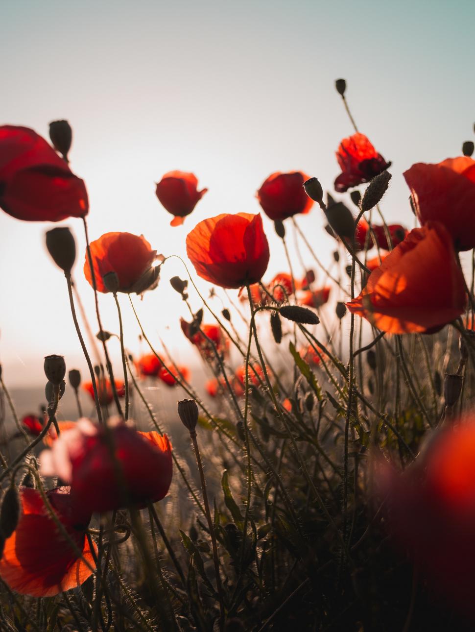 Red poppies at sunset in a field