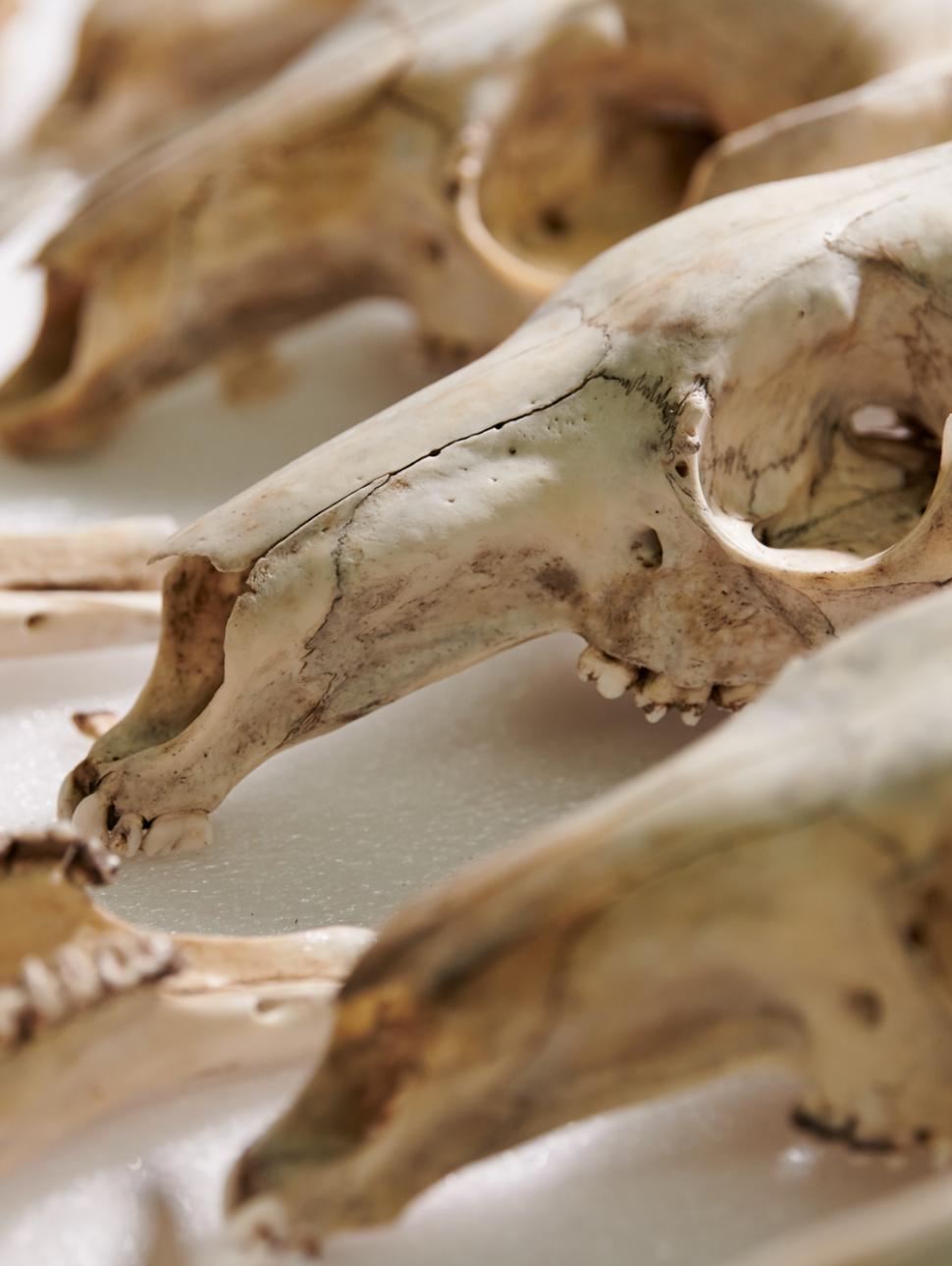 A set of taxonomic skull specimens
