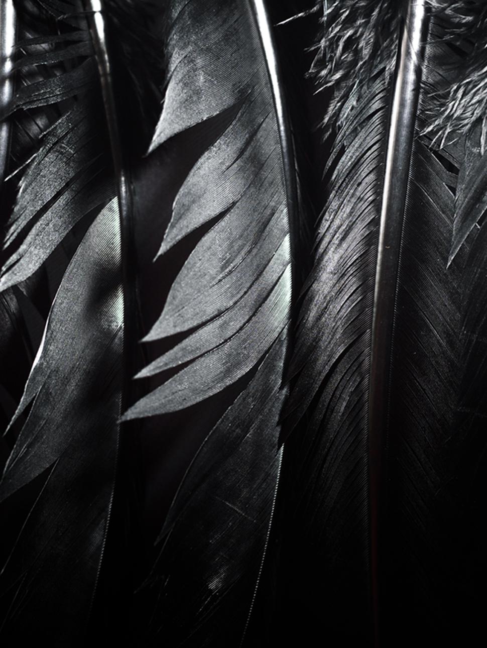 An abstract photo of black raven feathers