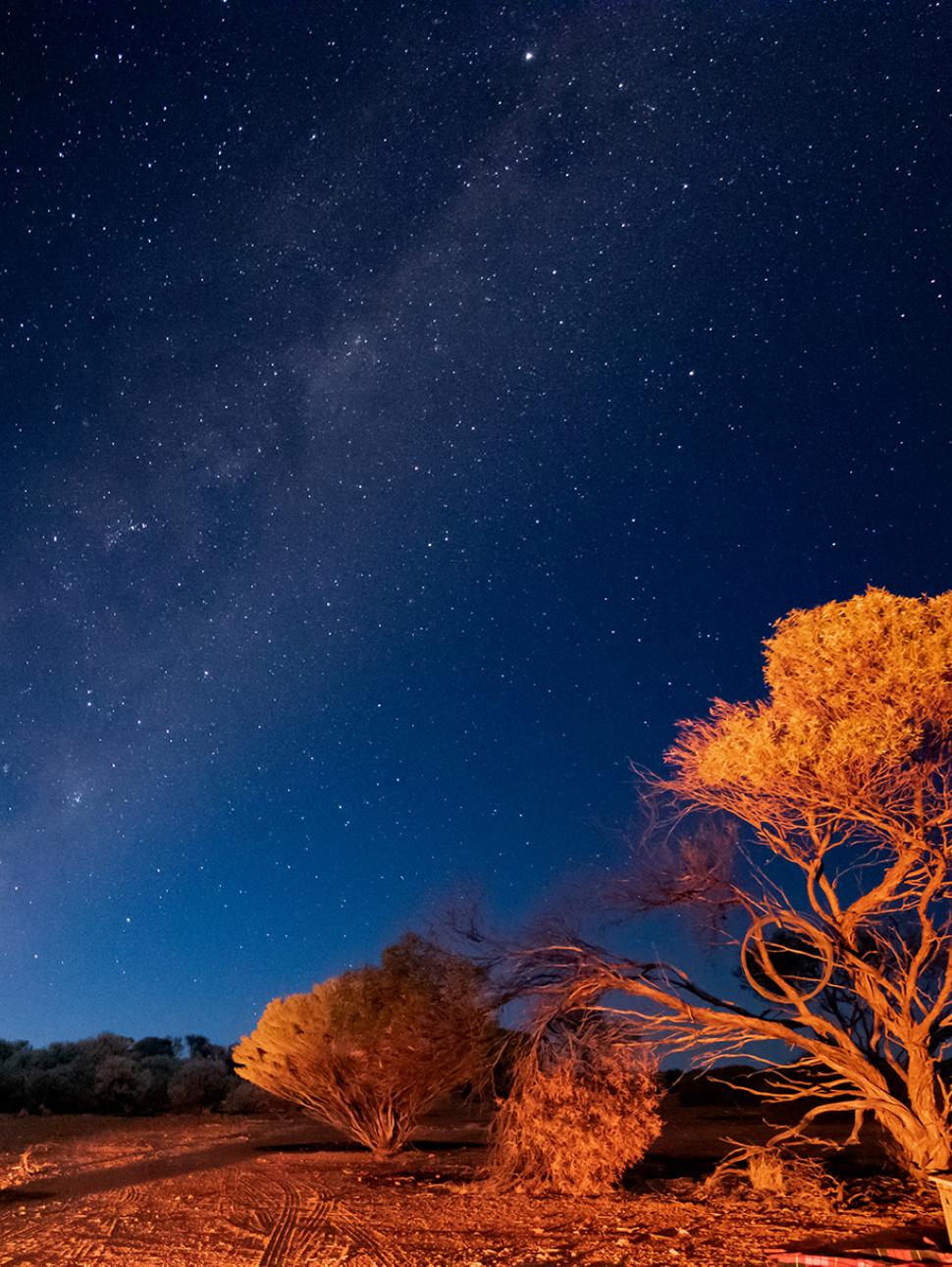 Trees in the outback are lit up beneath a starry night sky