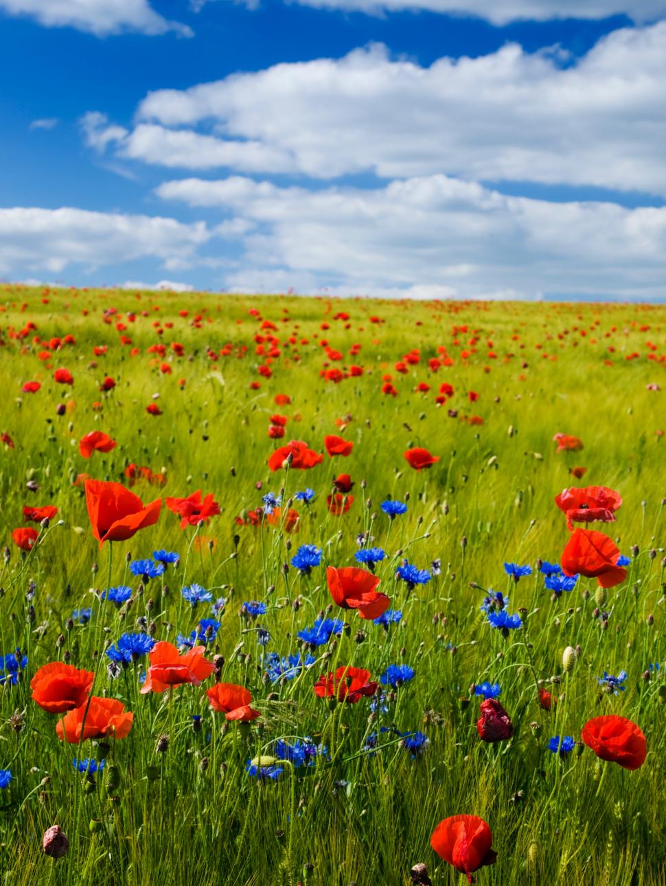 Summer field with grain and flowering red poppies under a blue sky