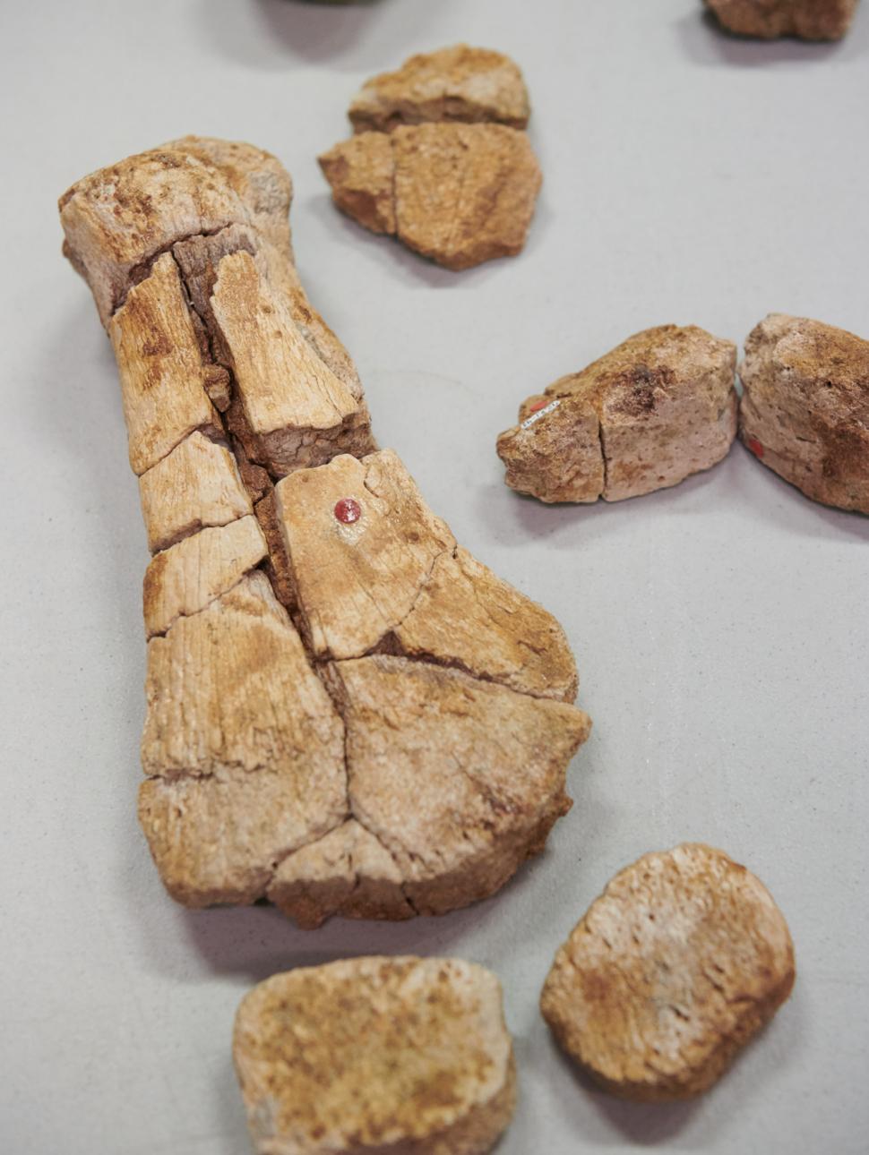 A set of fossils arranged on a white background