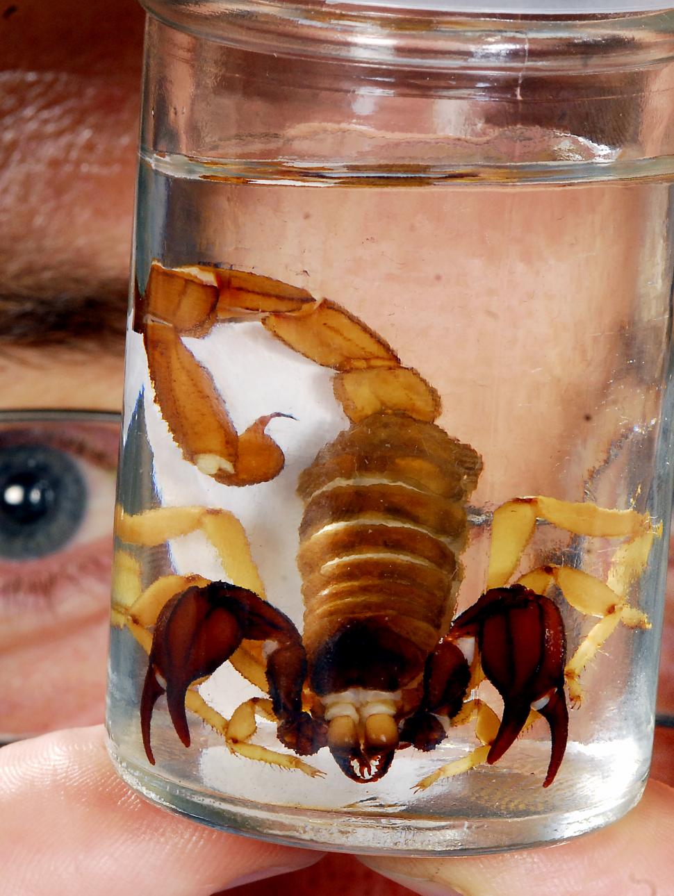 Am image of a wet specimen scorpion in a jar. 