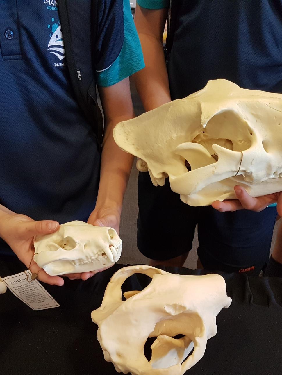 Children wearing school uniforms examine a set of animal skulls