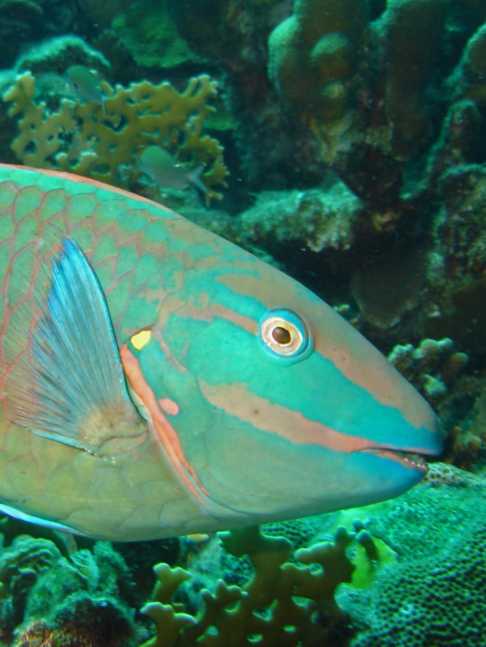 Image of a colourful parrotfish.