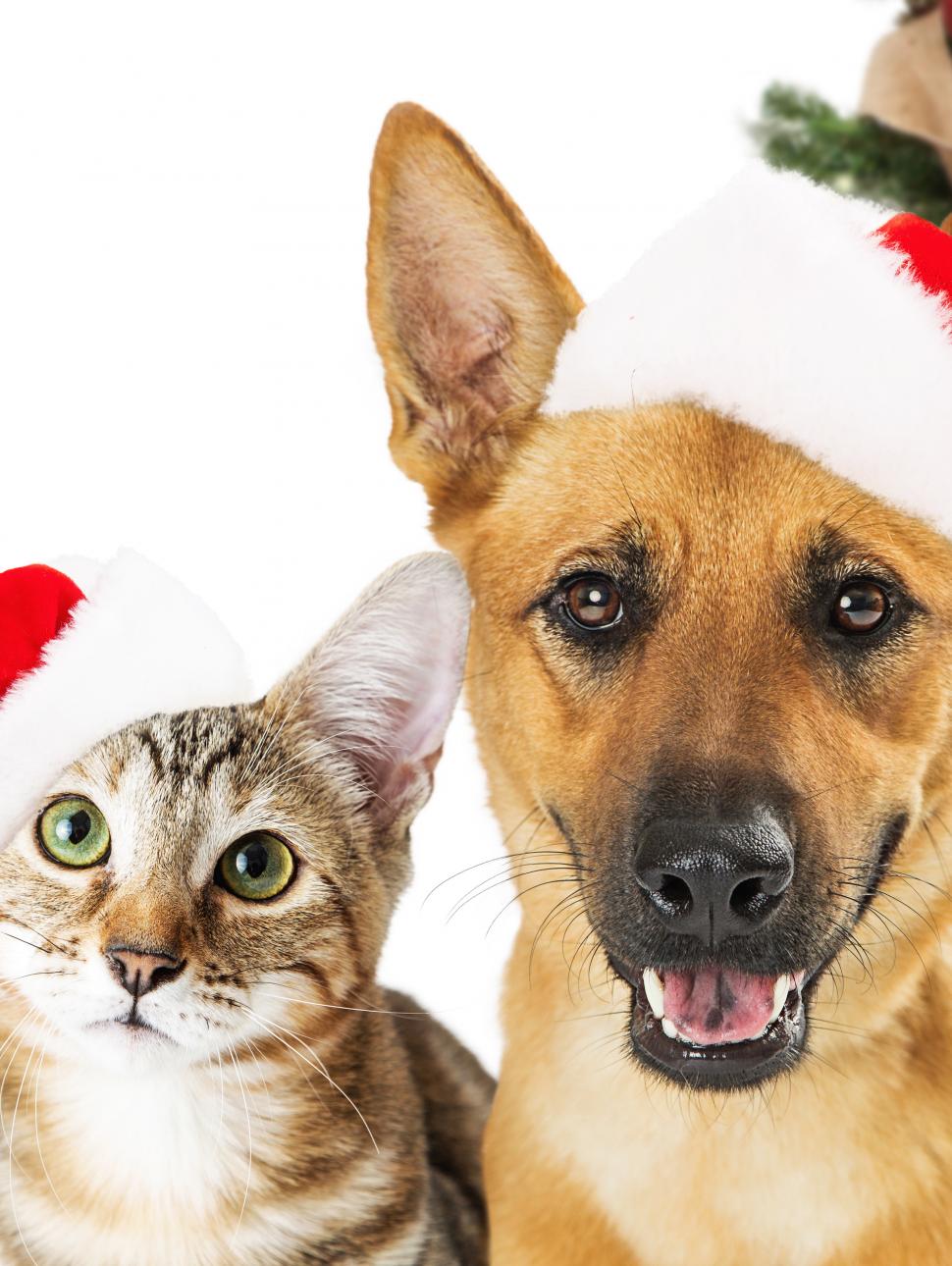 A cat and a dog wearing Christmas hats sit in front of a decorated Christmas tree