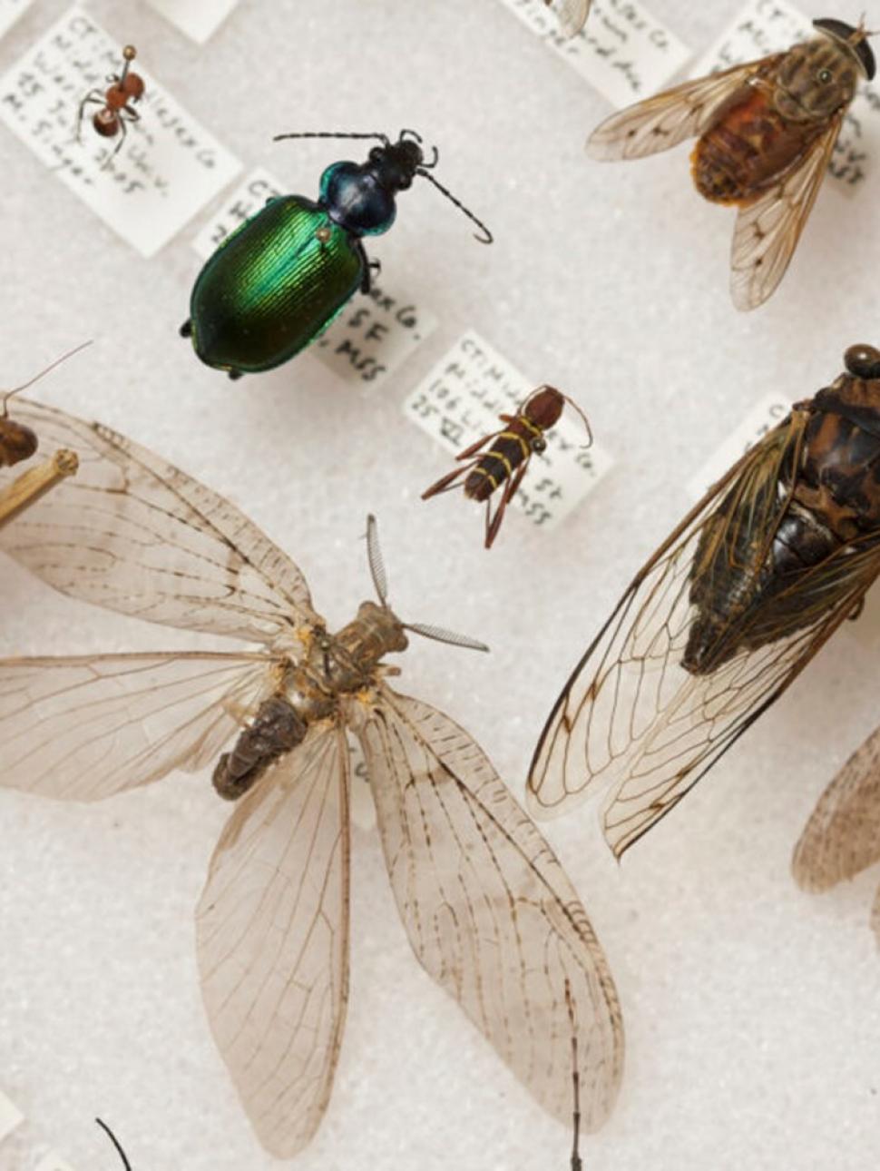A display of pinned entomology specimens