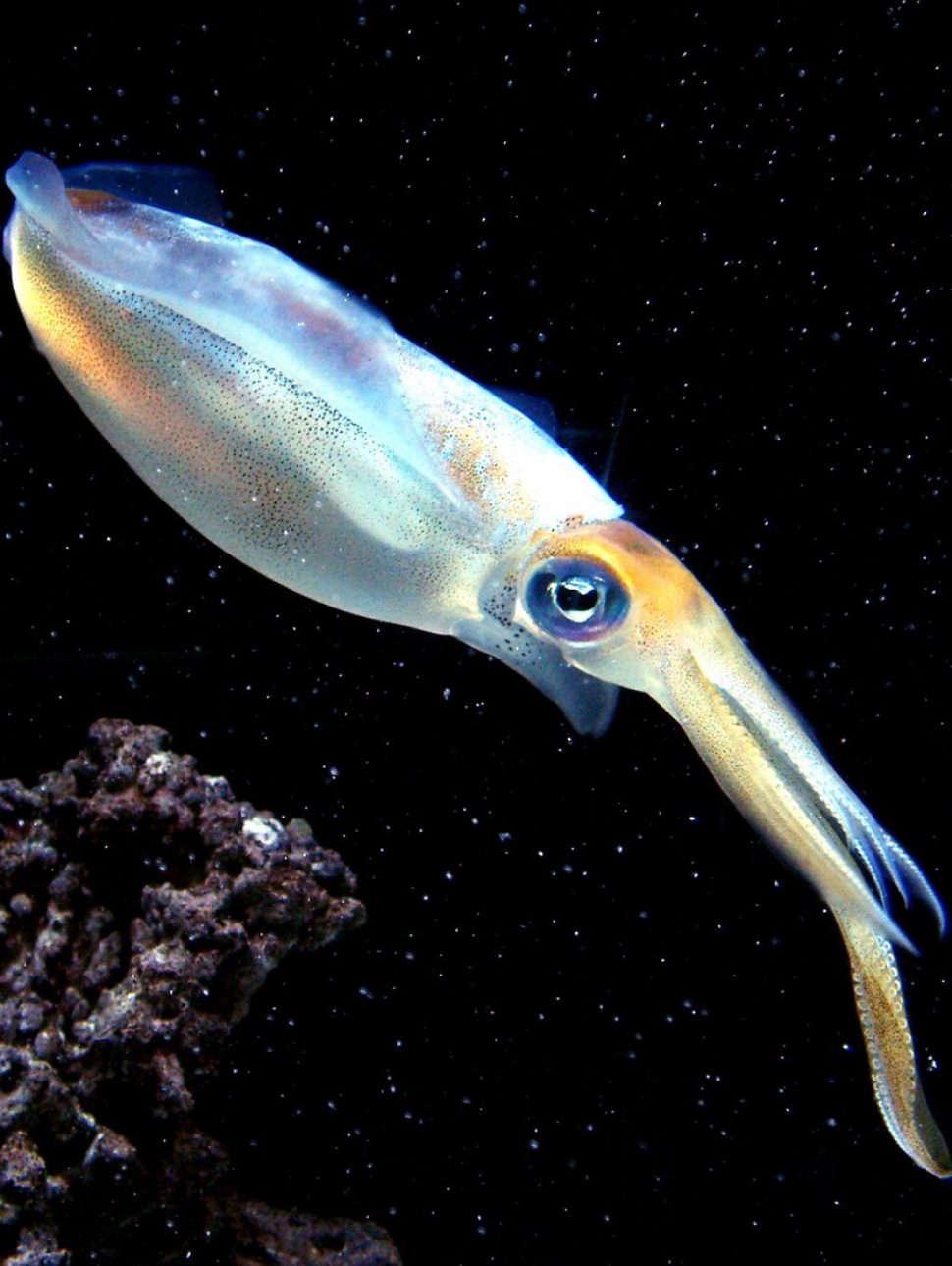 This is an image of a colourful squid swimming in the ocean