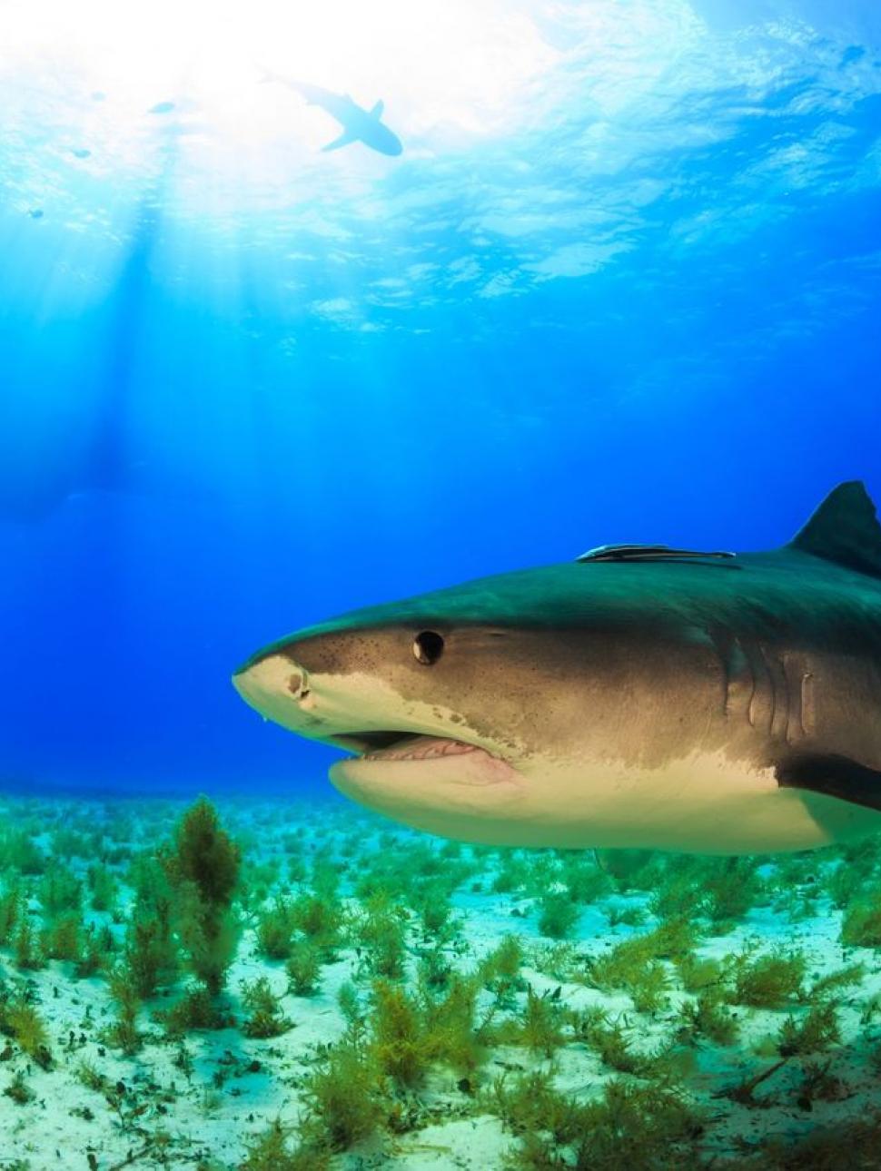 An image of a tiger shark in a seagrass meadow.