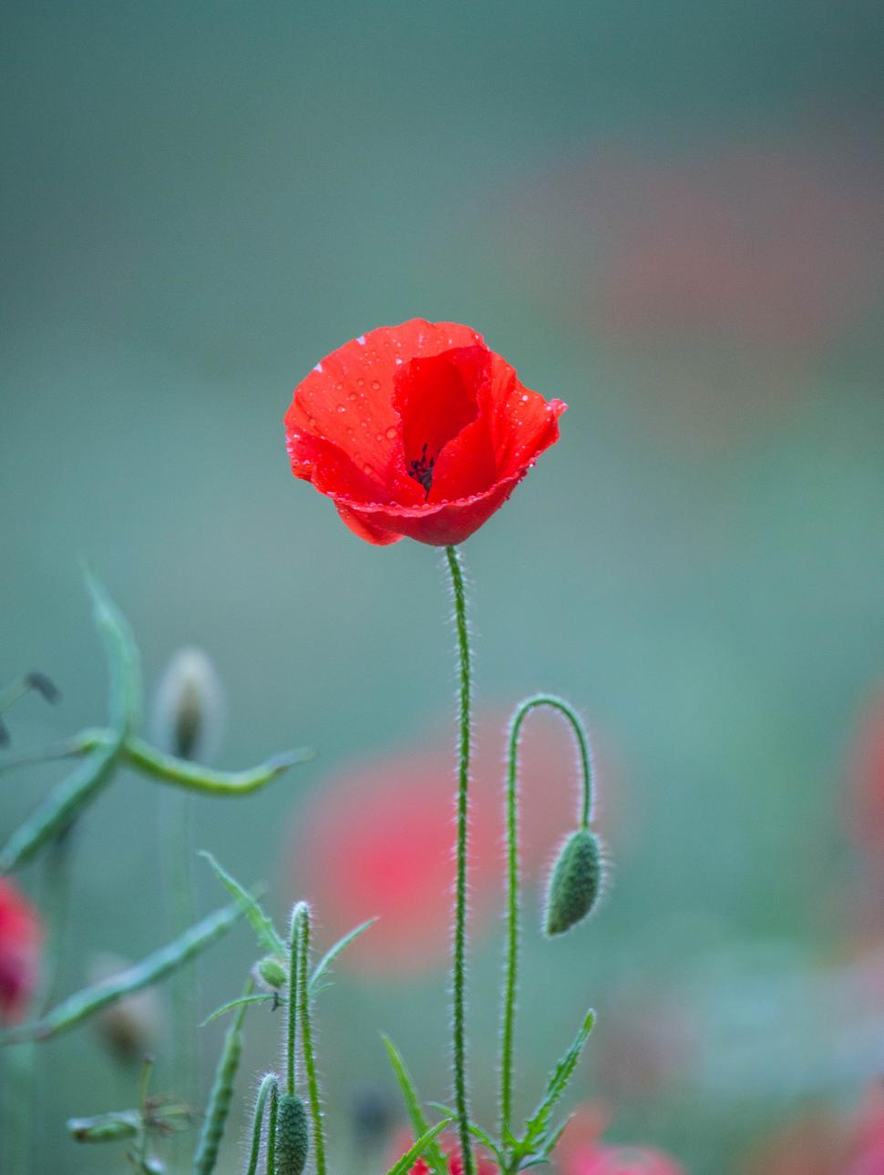 Red poppy in a green field