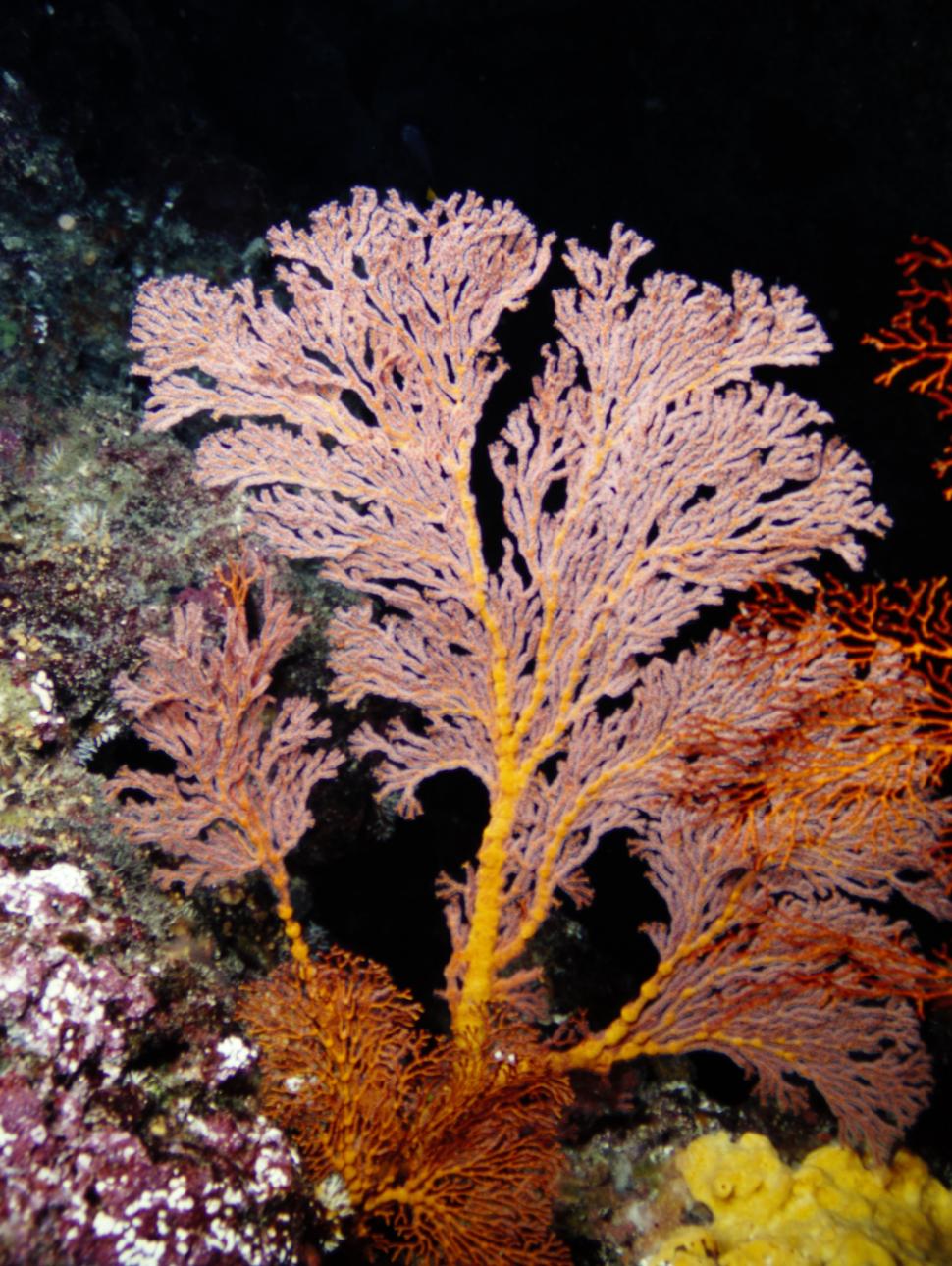 An image of a coral plant underwater 