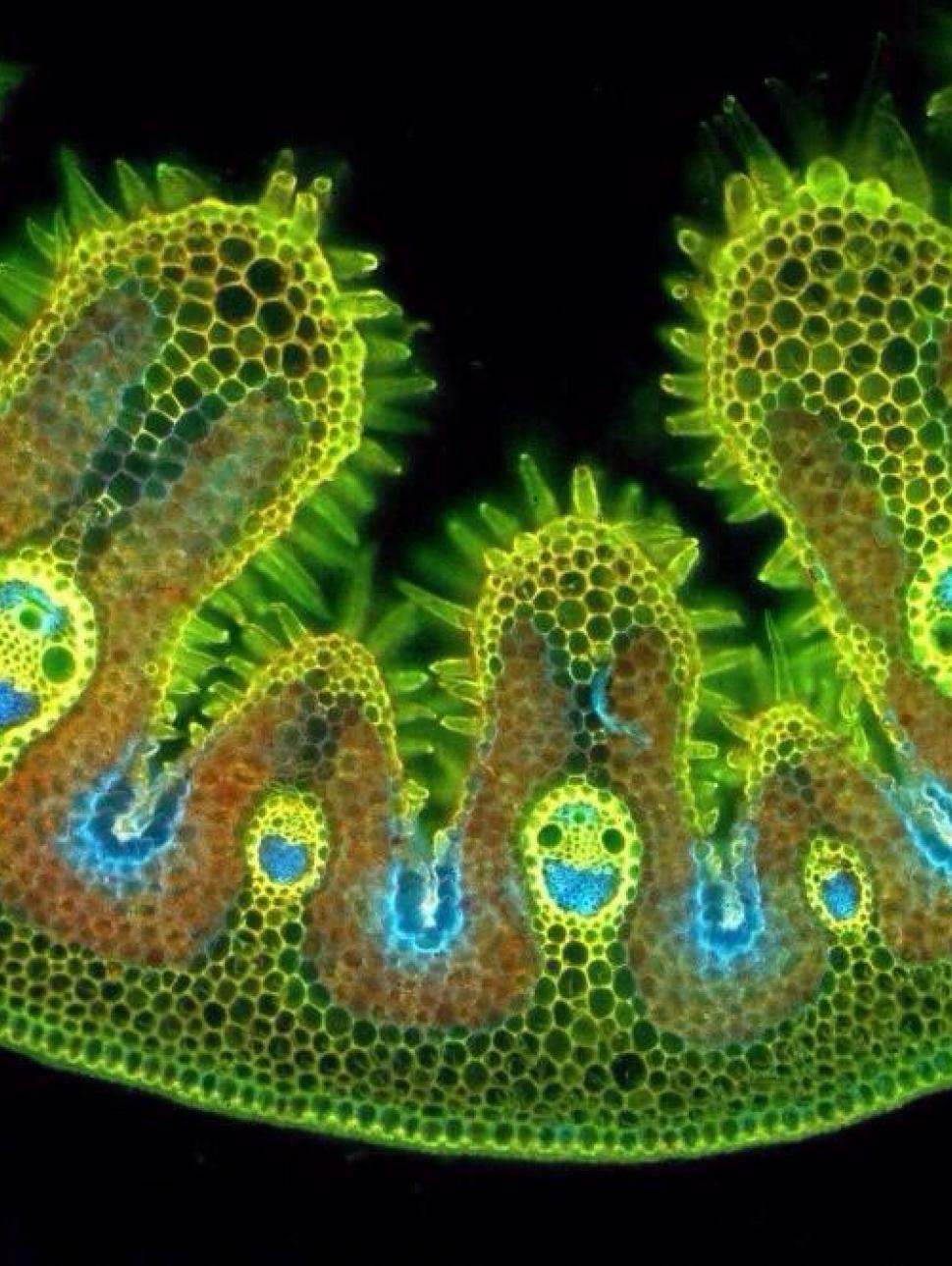 An microscopic image  of grass