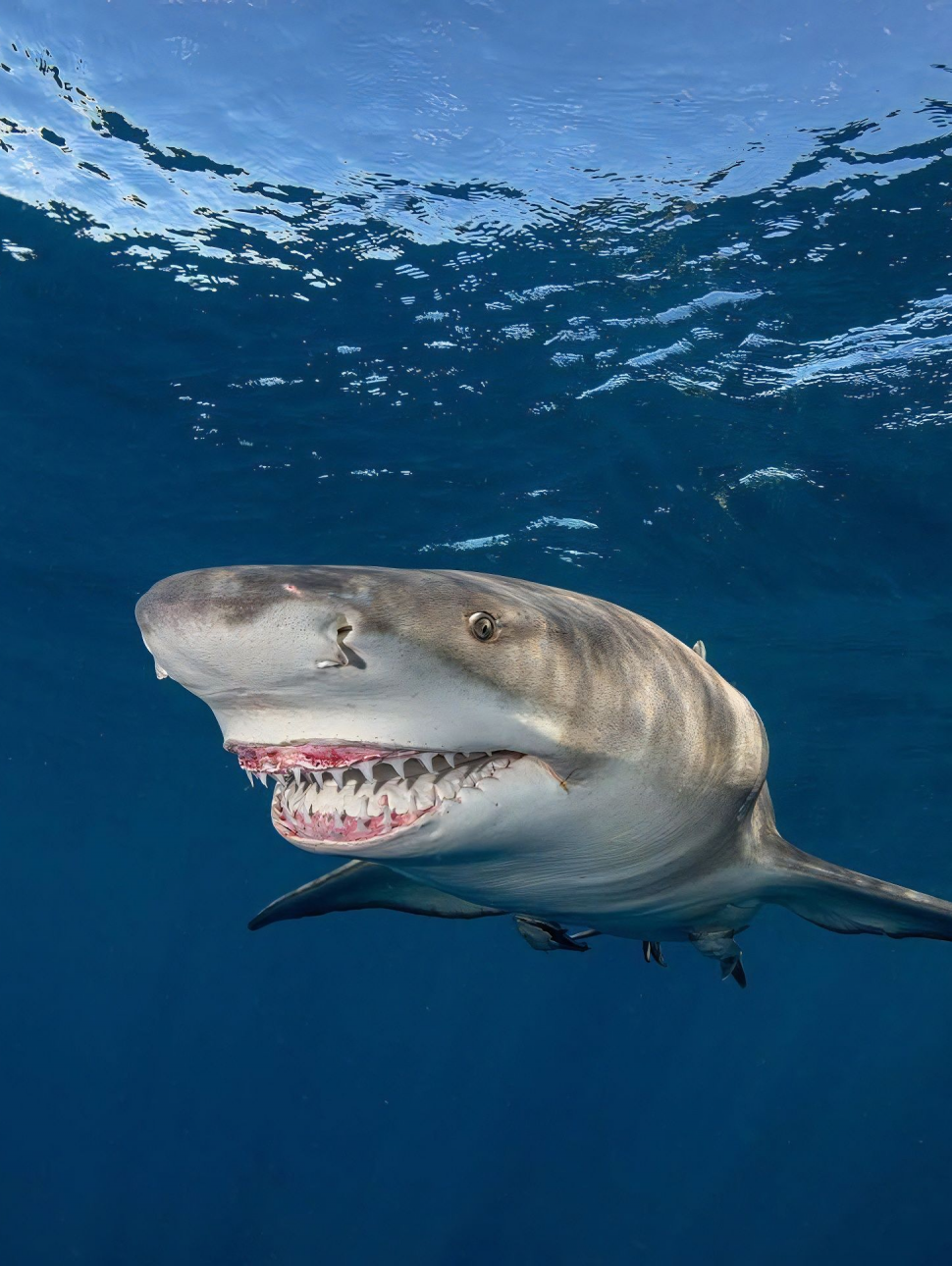 Lemon Shark swimming in blue ocean