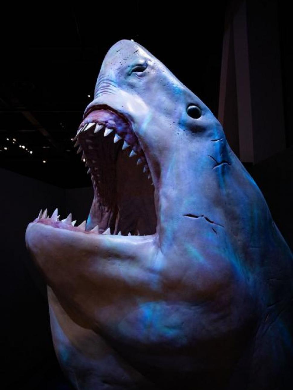 An image showing the life sized head of the ancient shark meglodaon