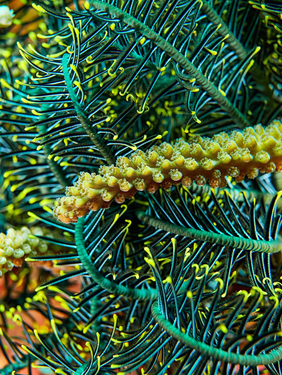 Image of a colourful reef featured in Fathoming the Abrolhos