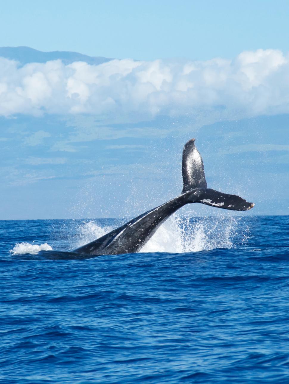 Image of a whale's tail in the ocean water.