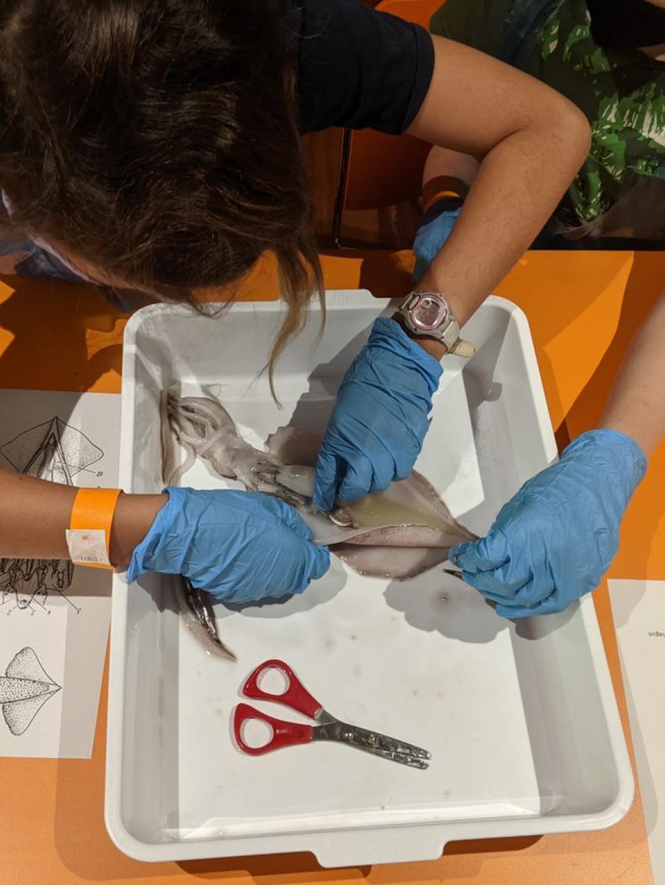 An image showing two young people carefully dissecting a dead squid 