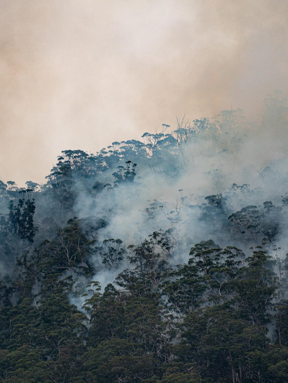 Image of a bush with smoke