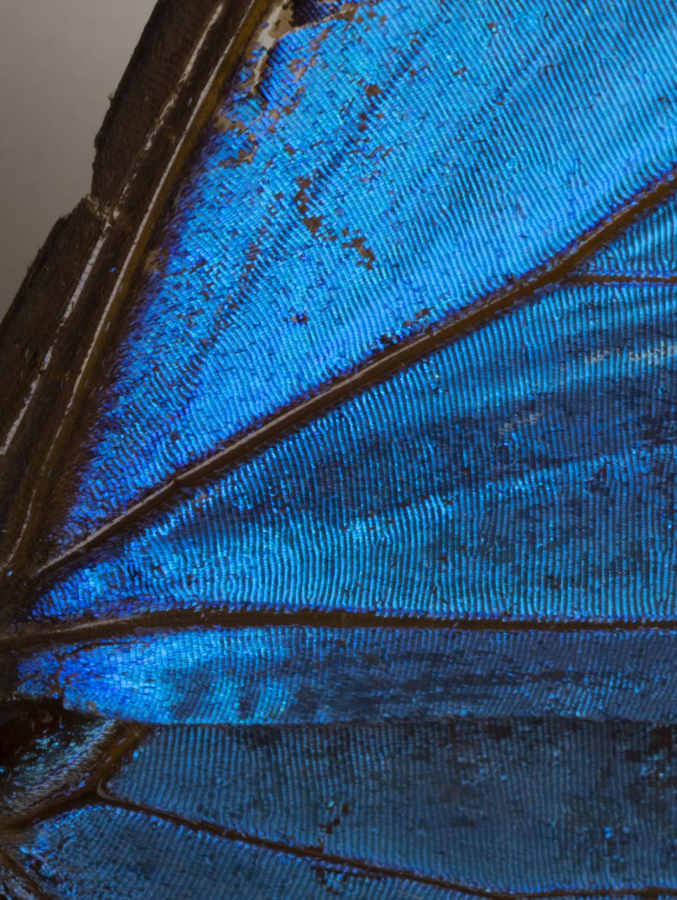 Butterfly wing