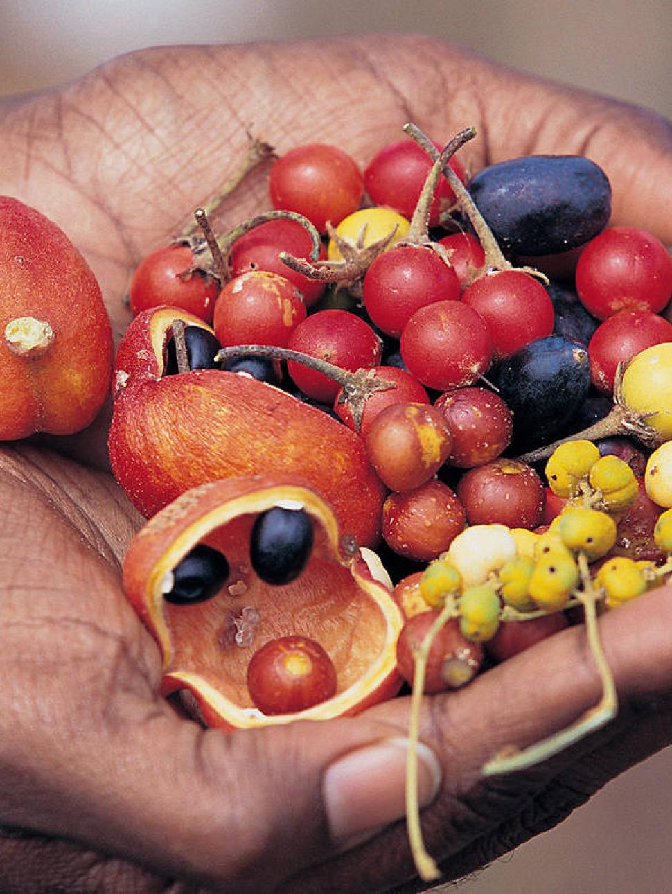 Native Ingredients held in hand 