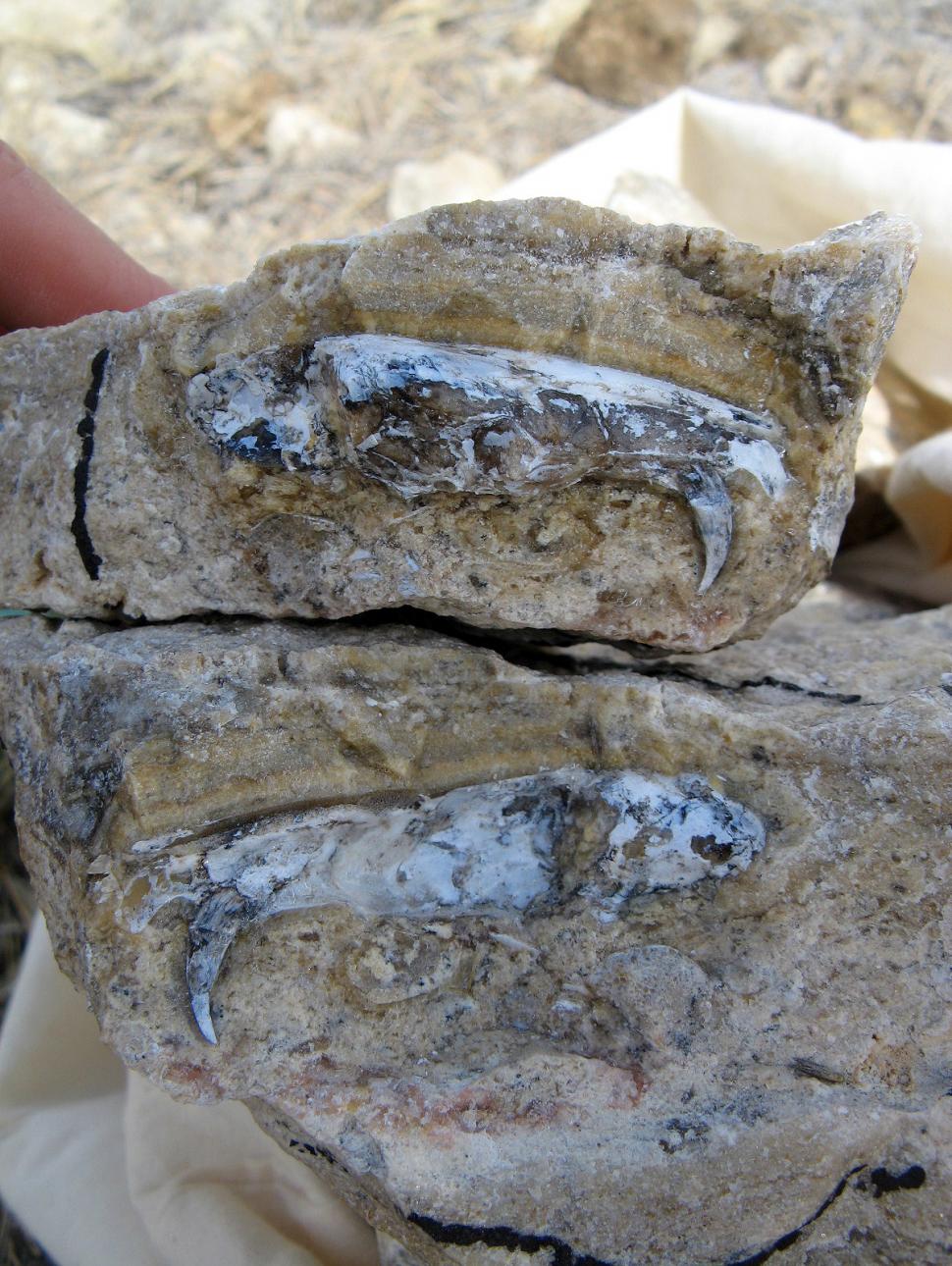 Image shows a piece of rock containing fossil of a bandicoot from the Riversleigh fossil site in Qld