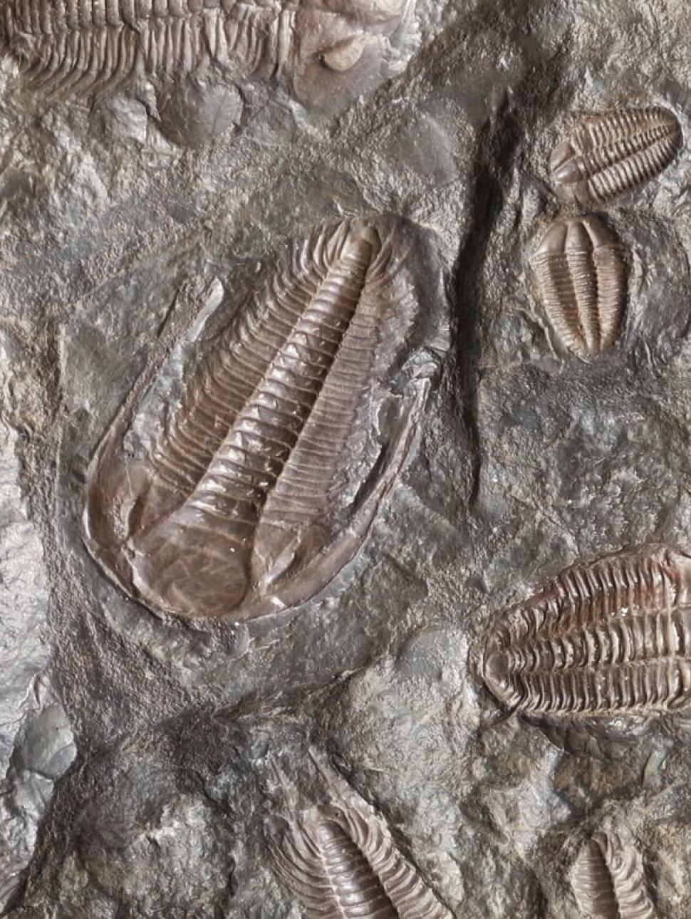 Image shows a large piece of rock containing various imprints of trilobite fossils