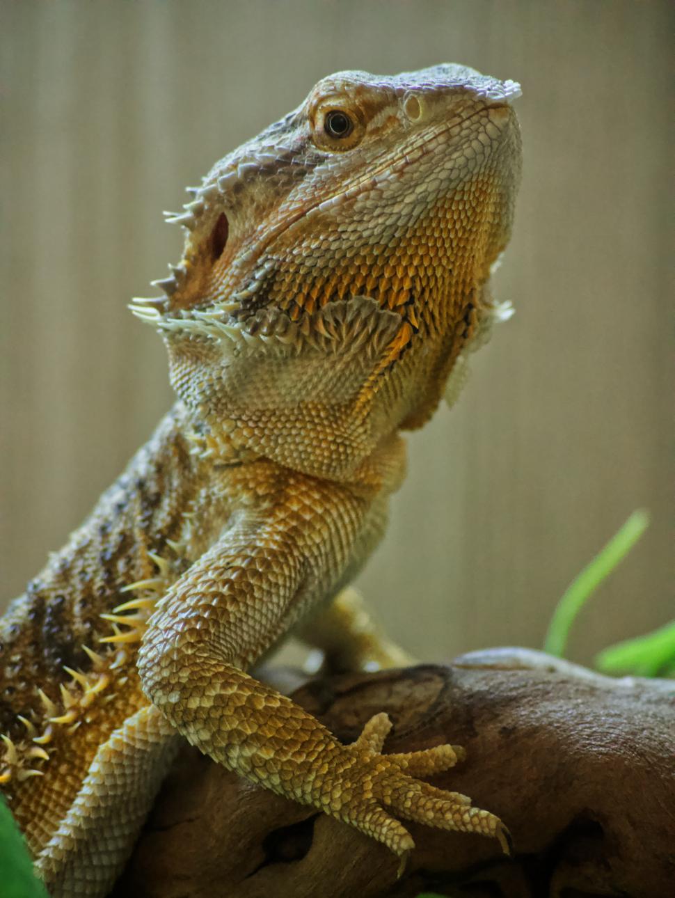 Image shows a close up of a bearded dragon resting on a branch
