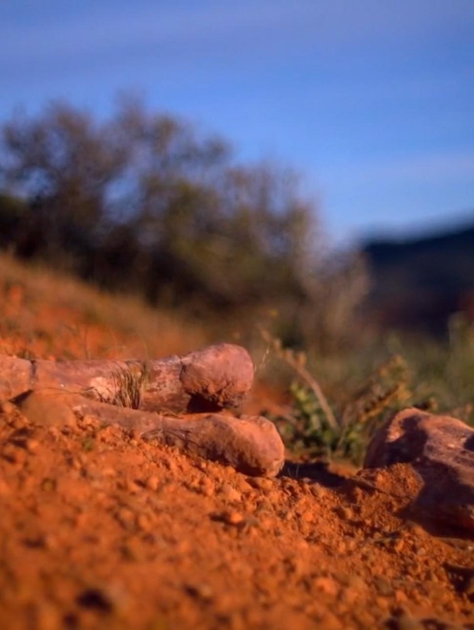 ossils are found by a rural worker in a farm near Trelew in Patagonia, Argentina.