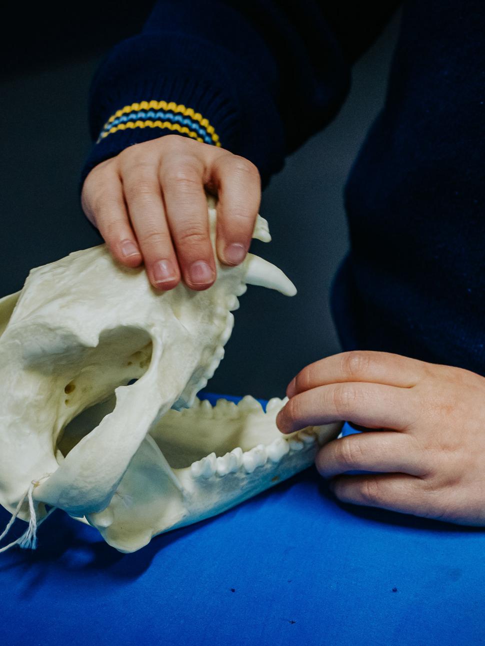 Animal skull rests on blue table