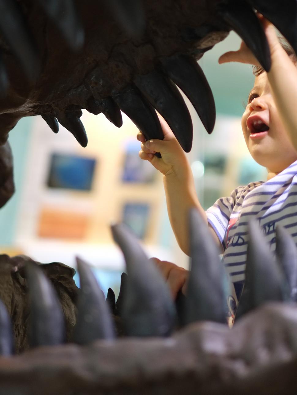 Image of a young child holding onto the teath of a dinosaur skeleton head