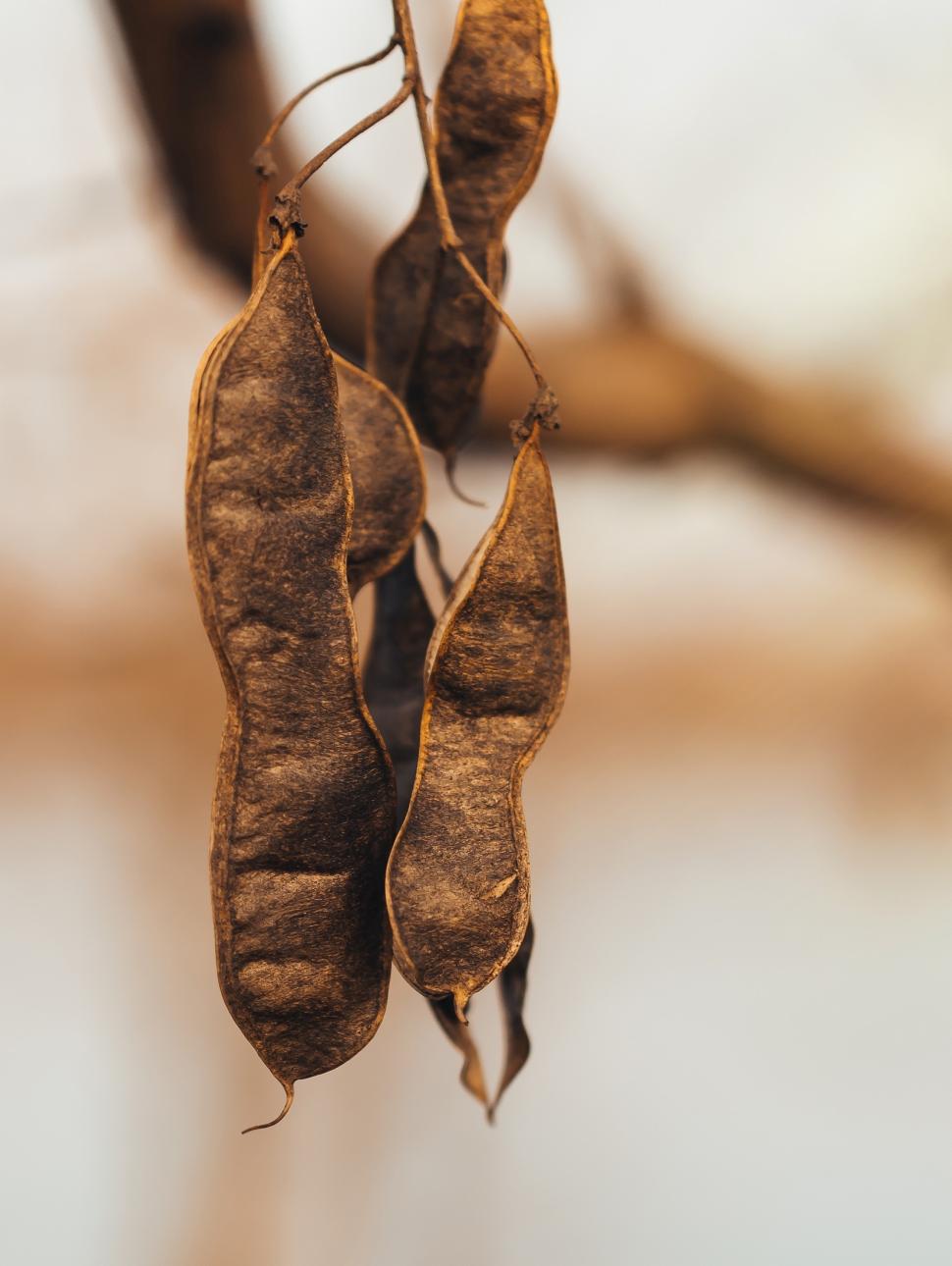 wattle seed hanging on plant