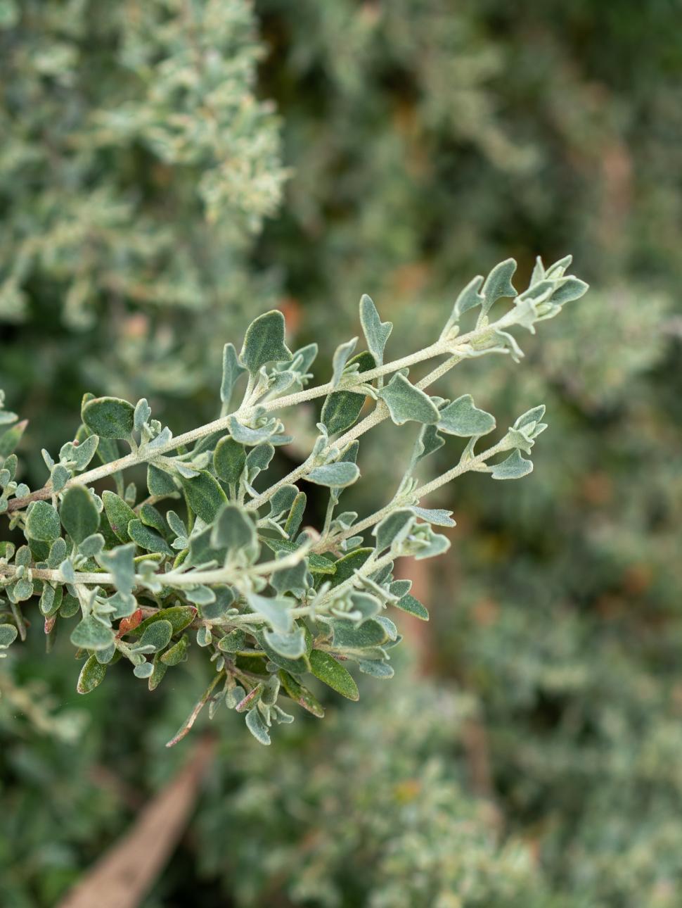 Silver twigs of the spiny saltbush