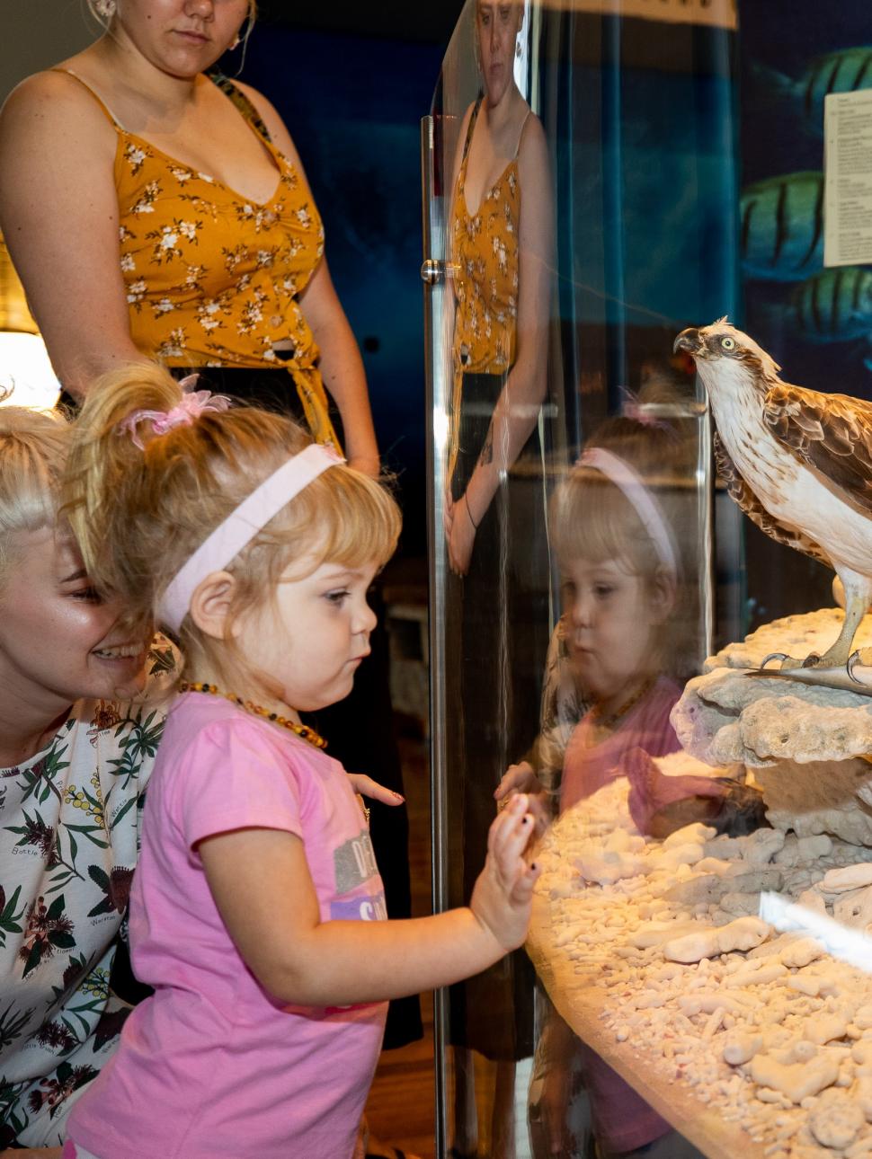 An image of young child looking at a enclosure display.  