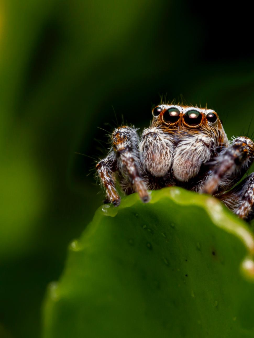 An image of a close-up spider resting on a leaf. 
