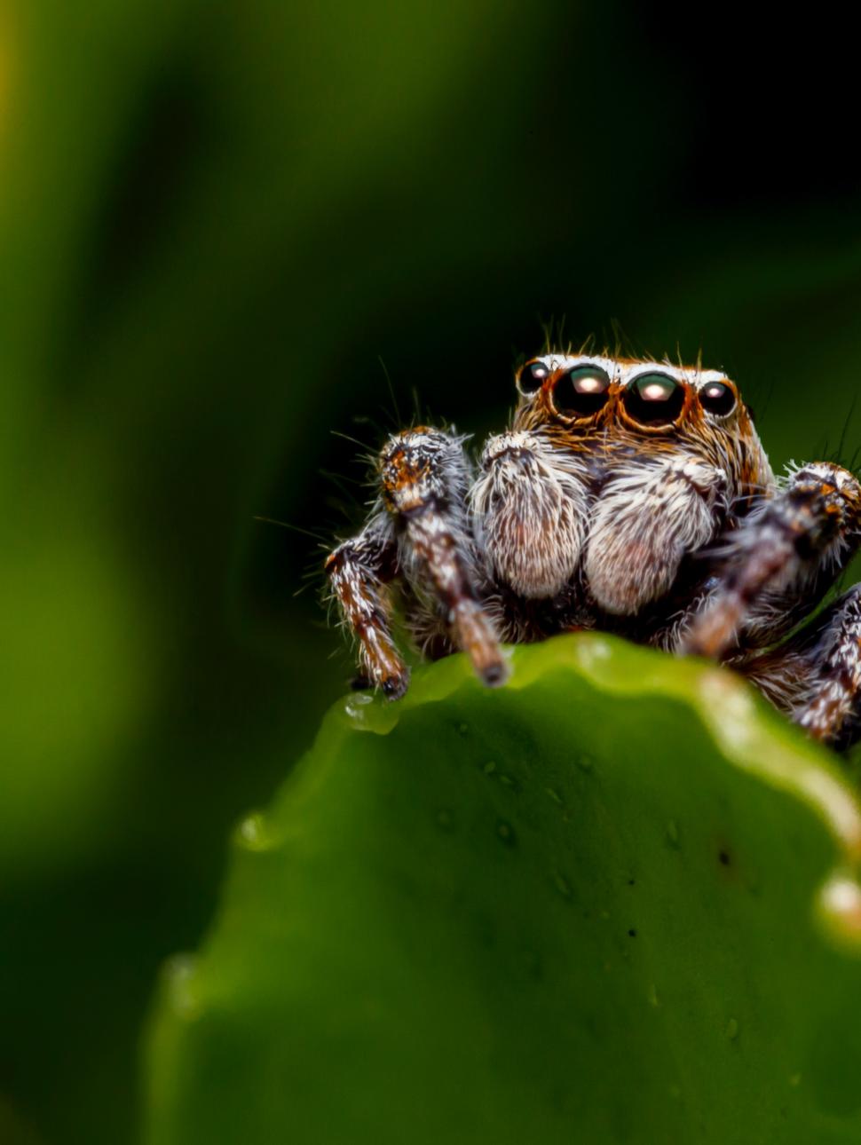 An image of a close-up spider resting on a leaf.