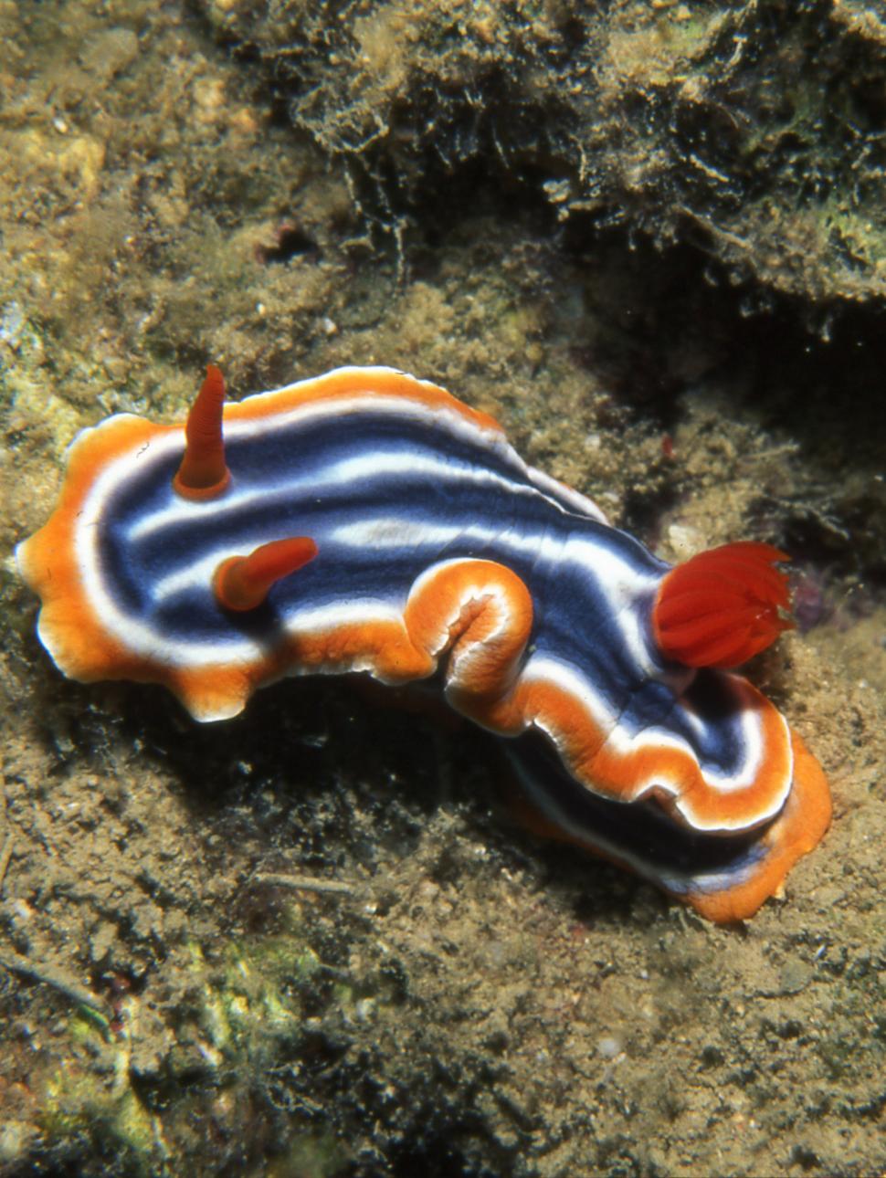 Image shows a sea slug with colourful blue and white stripes with an organs frill around the edge.