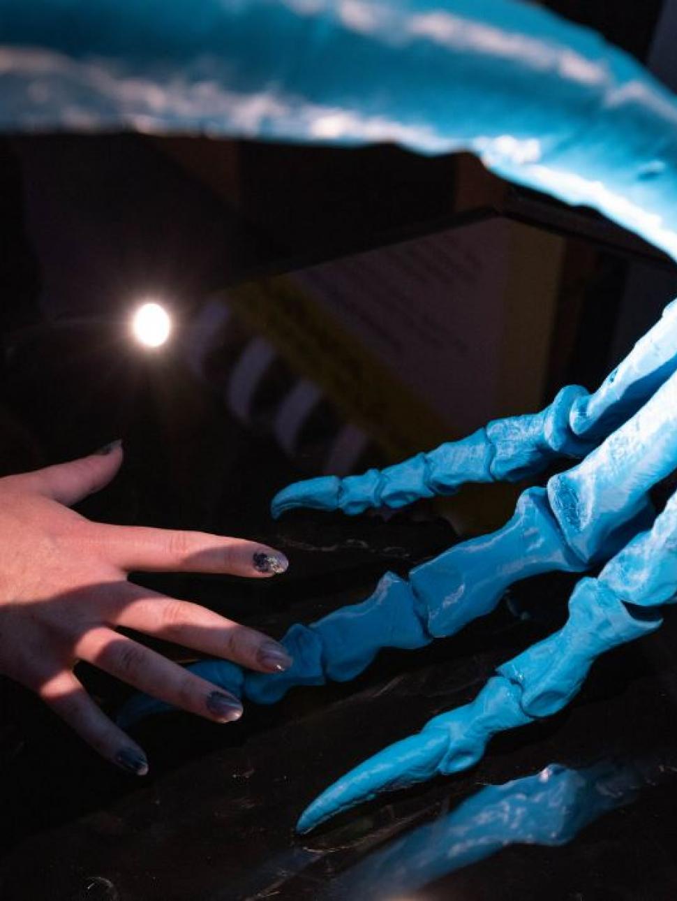 Image of a visitor touching the interactive skeleton display 