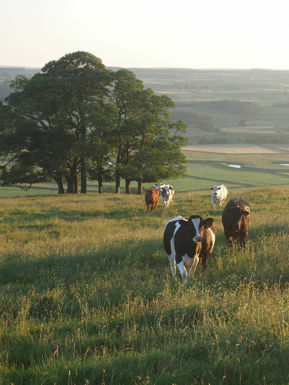 A herd of cows walking towards the photographer in the scenic British countryside.