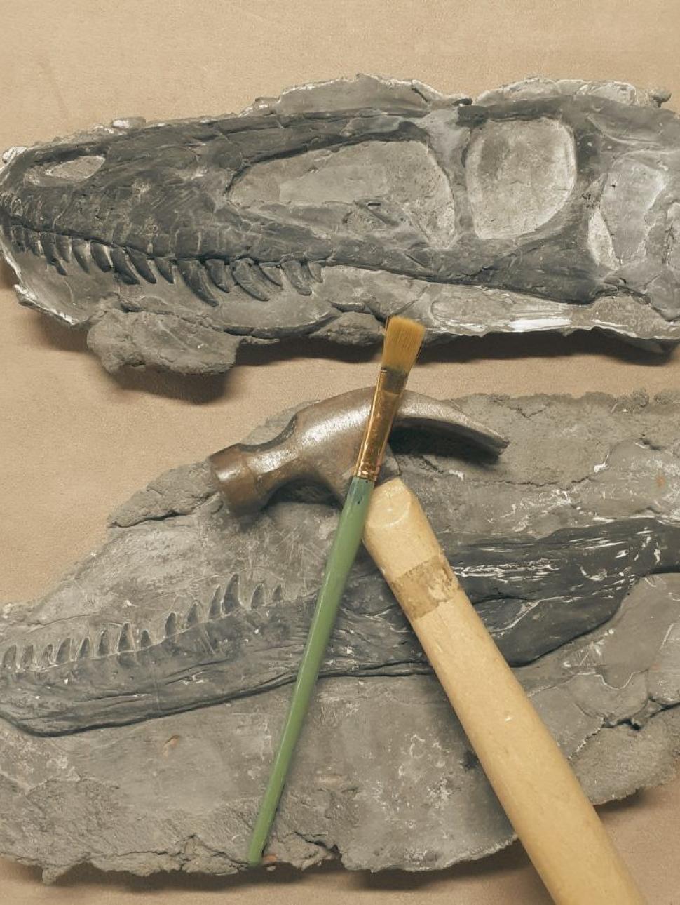 Fossil casts on a table made from plaster with a small hammer and bruck on top