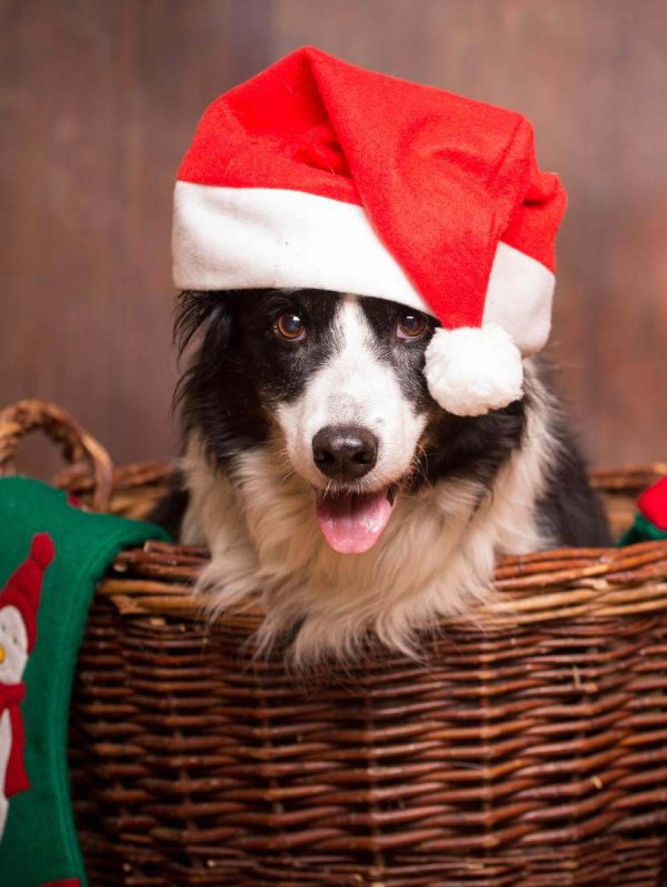 Image of a dog sitting in a basket wearing a santa hat with a wooden wall behind.